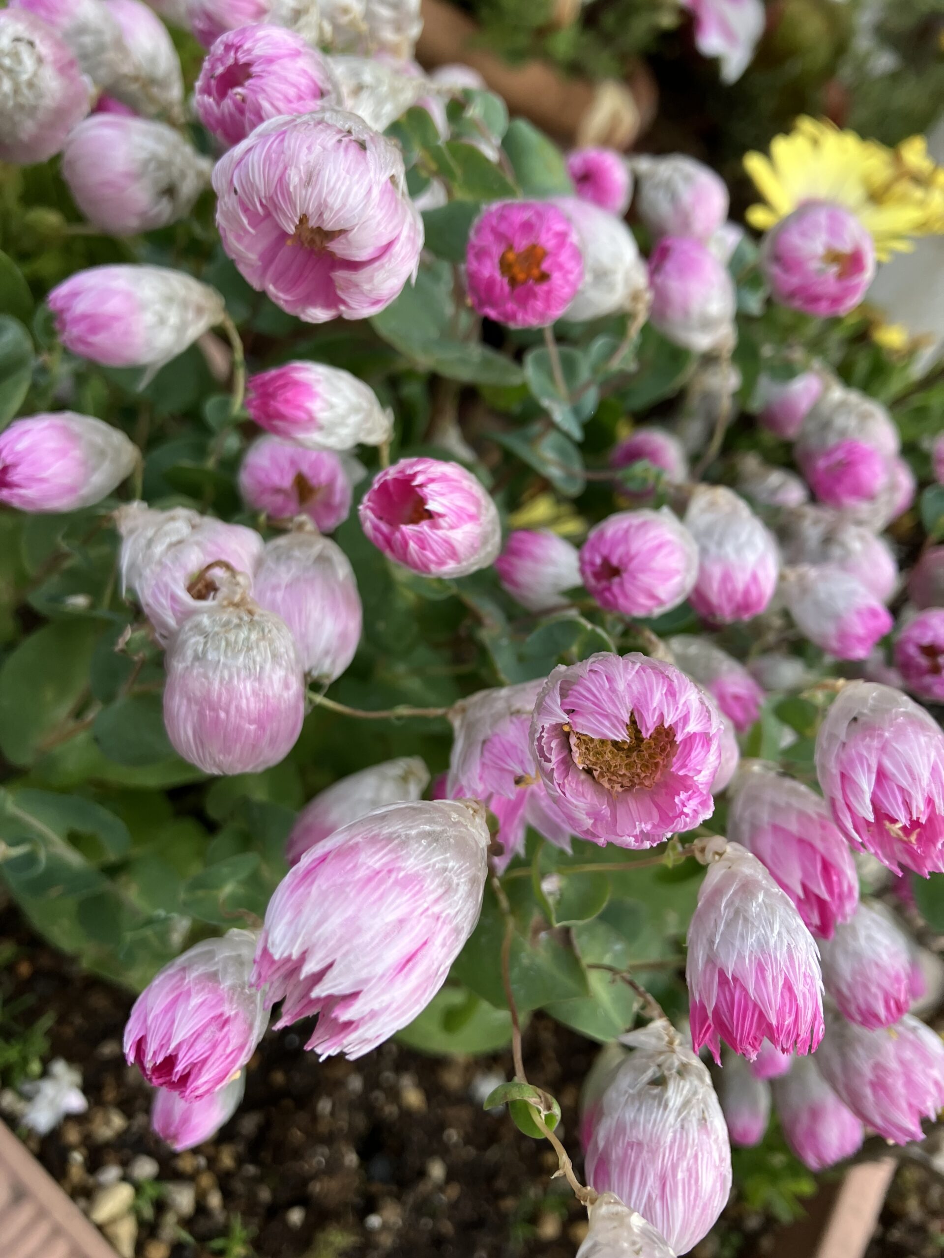 双子のきろく　初投稿！